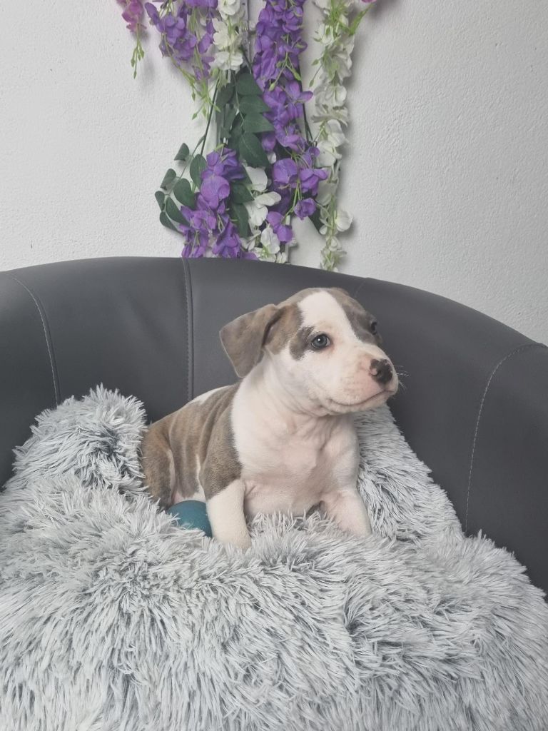 Ludovic Sersour - Chiot disponible  - American Staffordshire Terrier